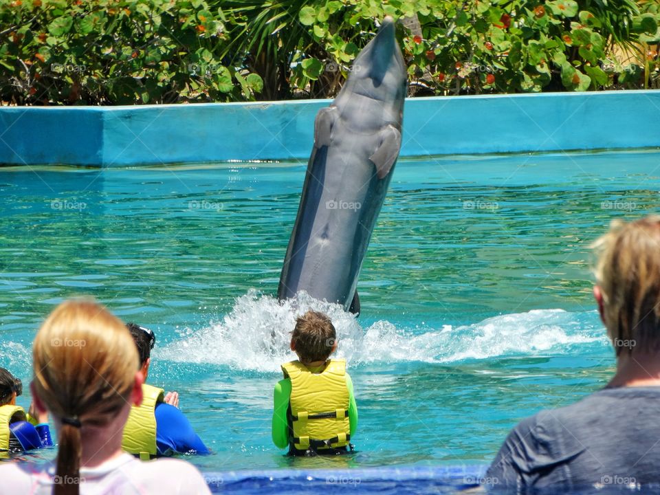 Swimming With Dolphins