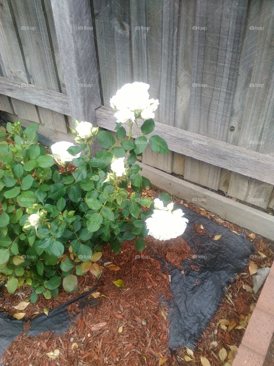 Beautiful white Roses