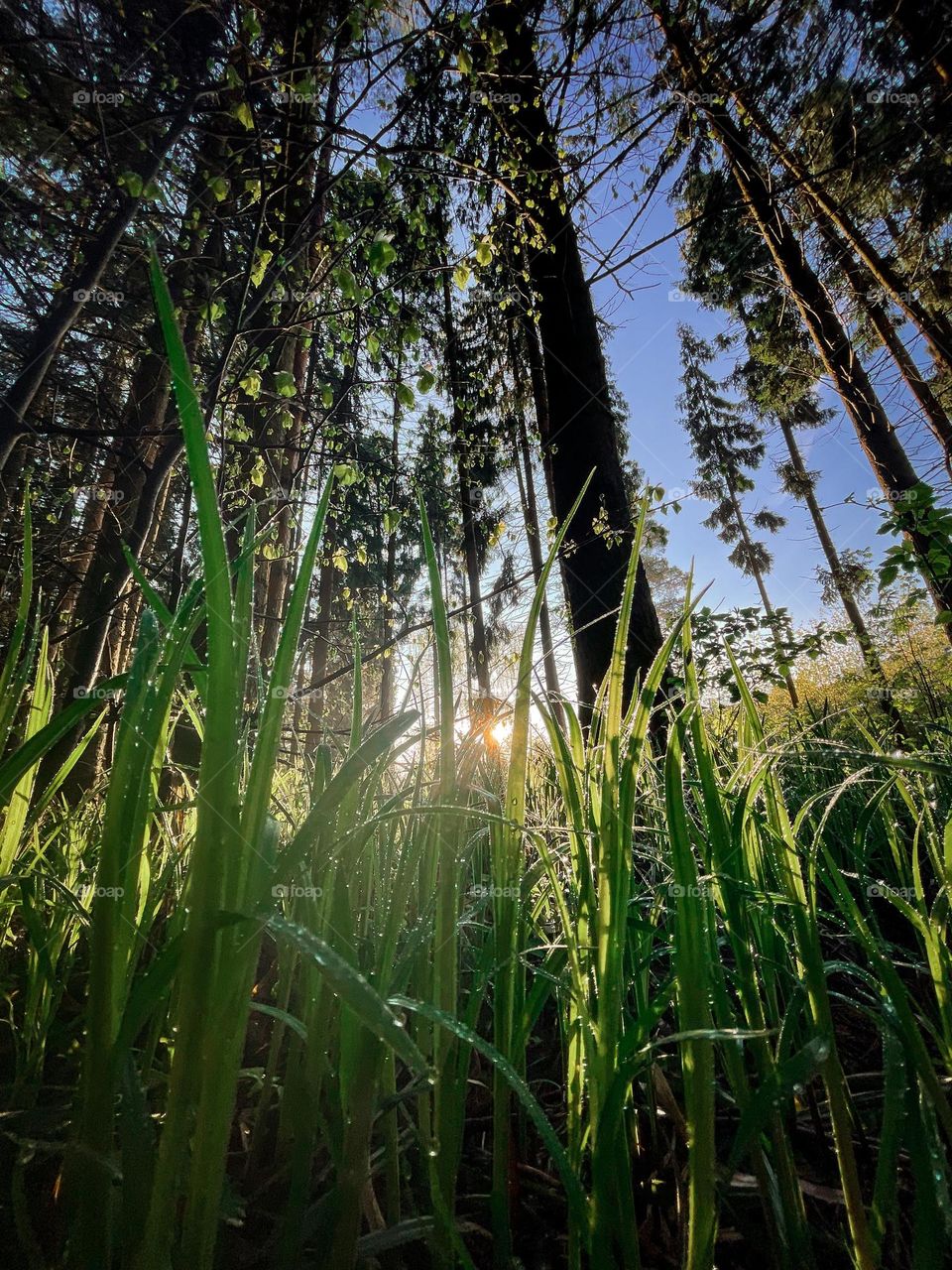 Early morning in spring forest