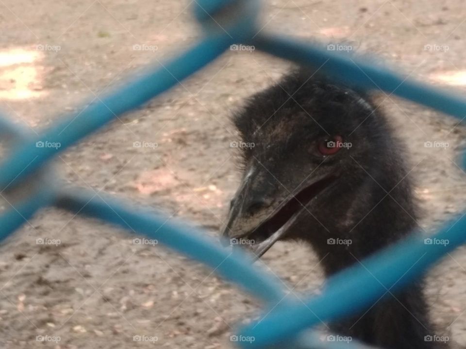 Emu in zoo