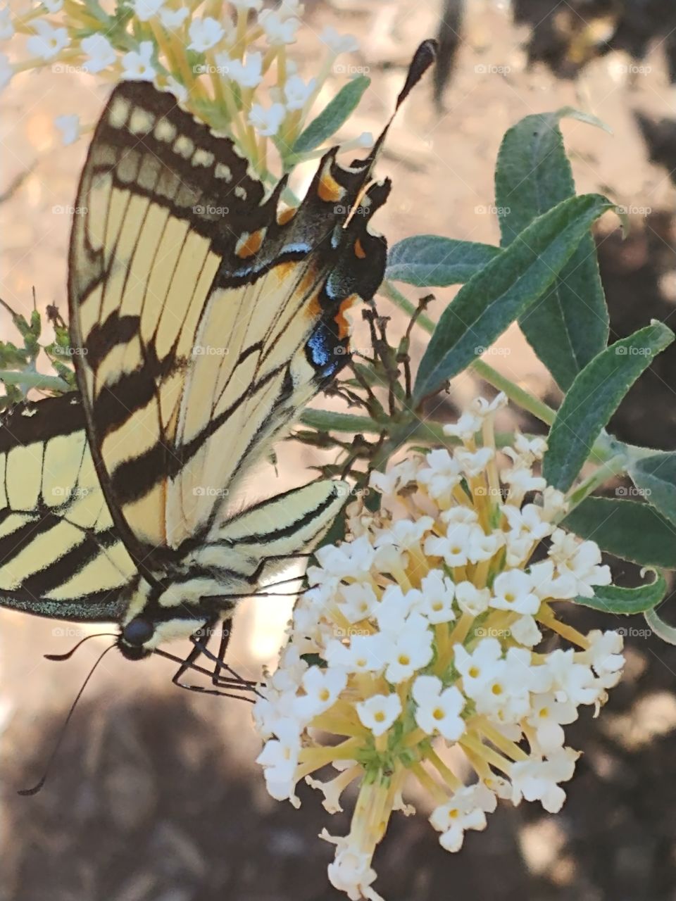 Close-up of a big yellow, black, orange, and blue butterfly resting on a cluster of light yellow flowers with dark green leaves.