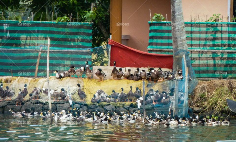 ducks, Kerala India