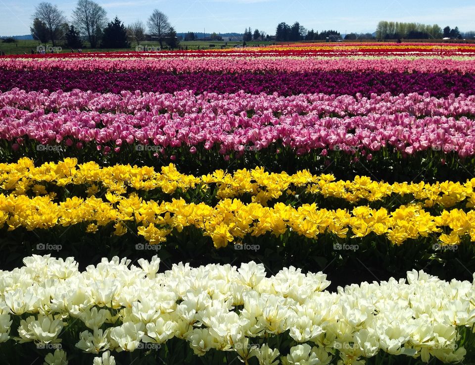 Tulip farm