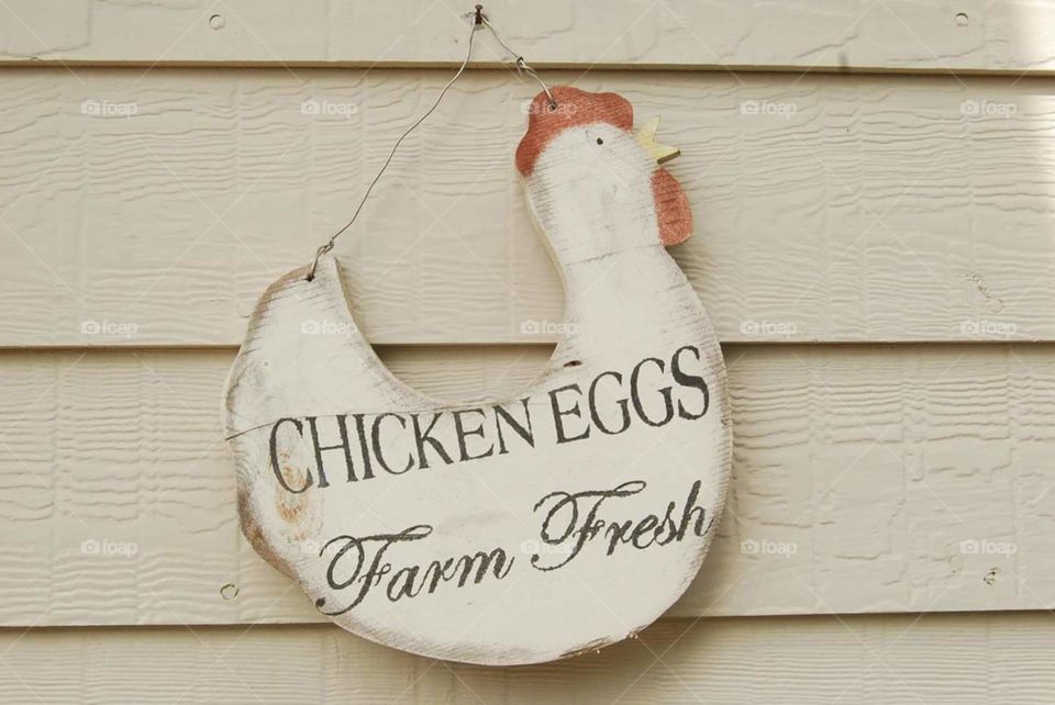 Chicken Eggs