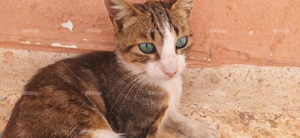 cat focus in its goal