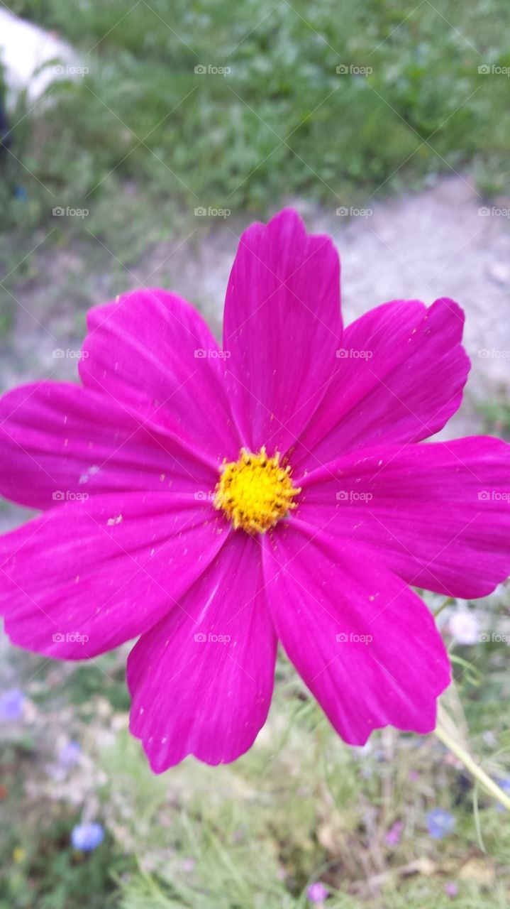 Hot pink flower