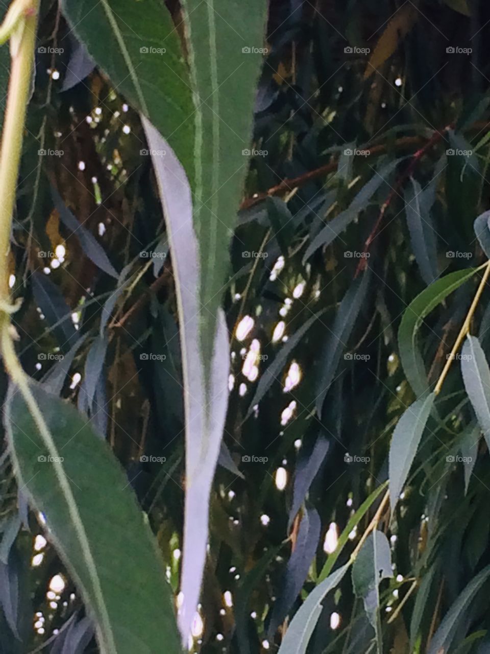 The leaves of my willow tree