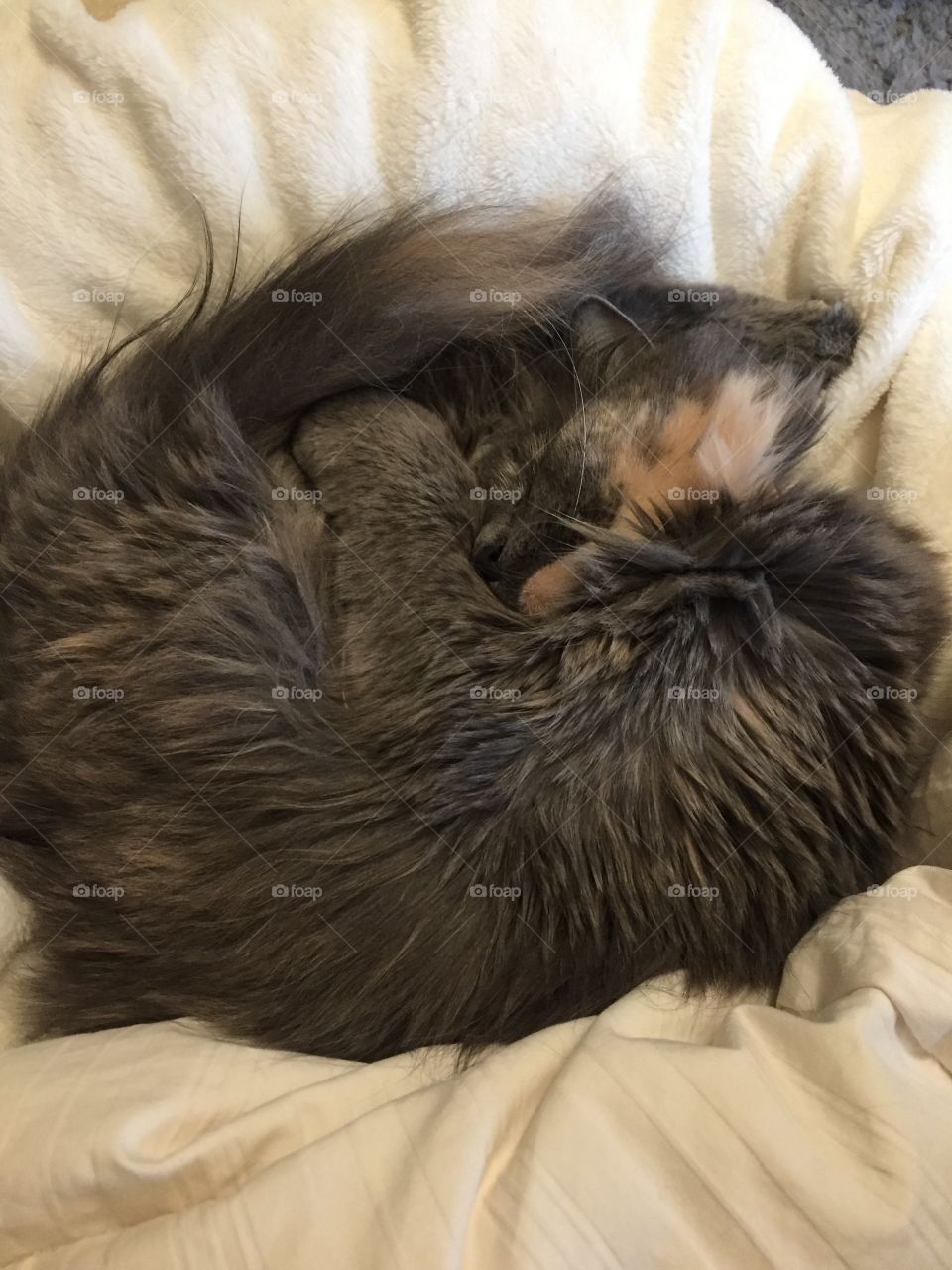 Sleep, Fur, Bed, Cat, One