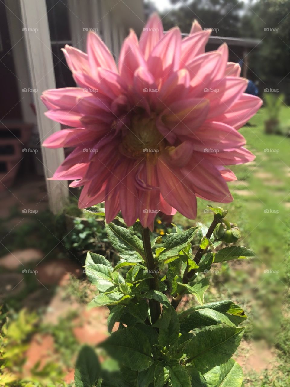A huge tall pink dahlia showing off in the sunlit garden with its beautiful petals and green leaves. 