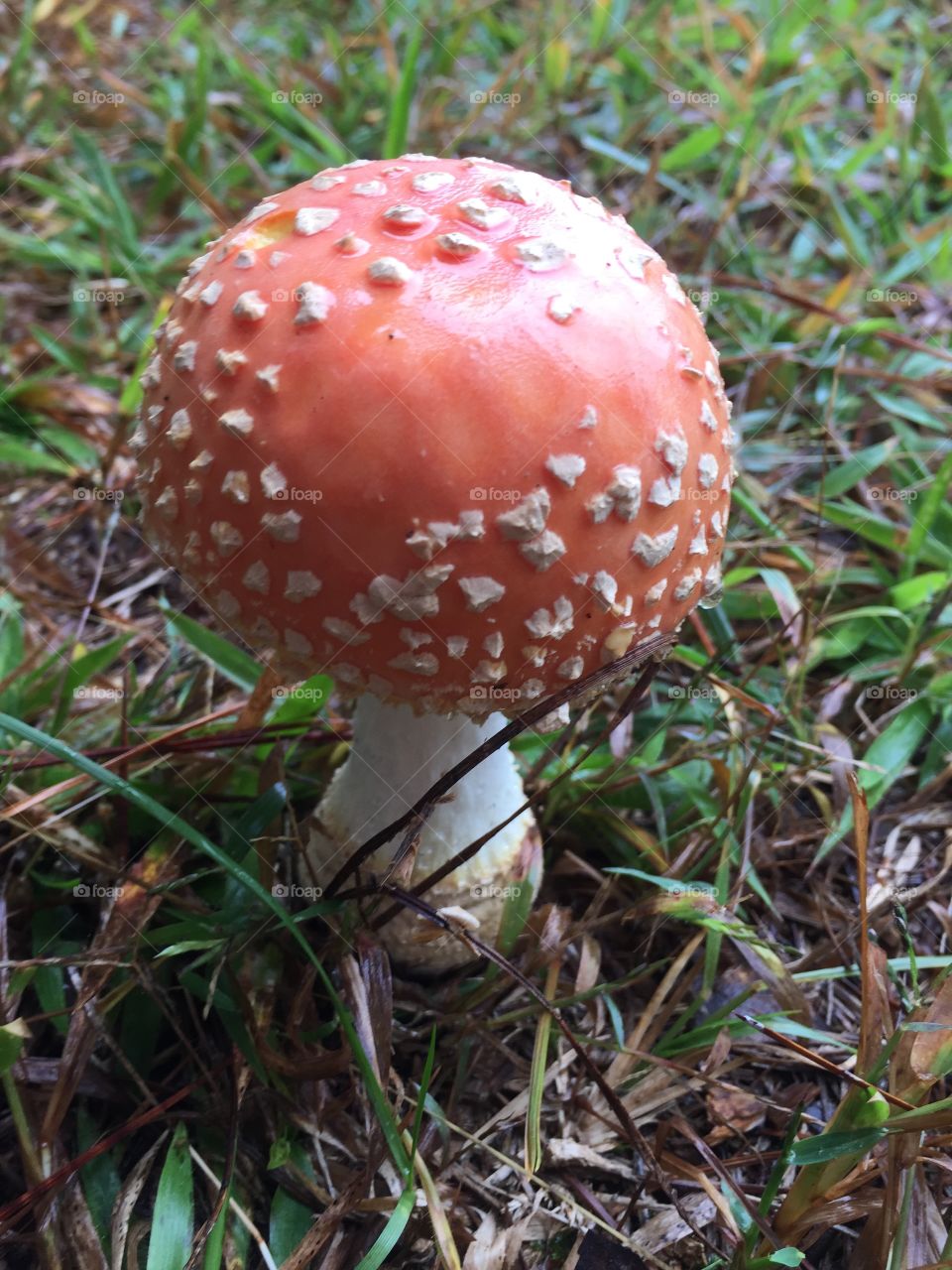 Beautiful orange mushroom with white bumps. 