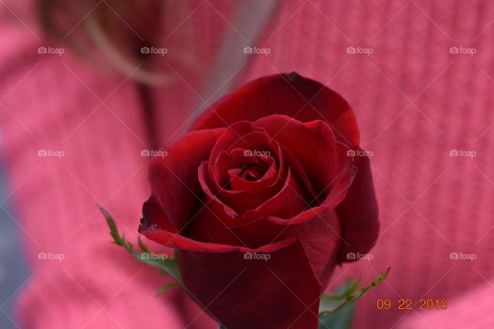 Rose, Romance, Love, Flower, Romantic