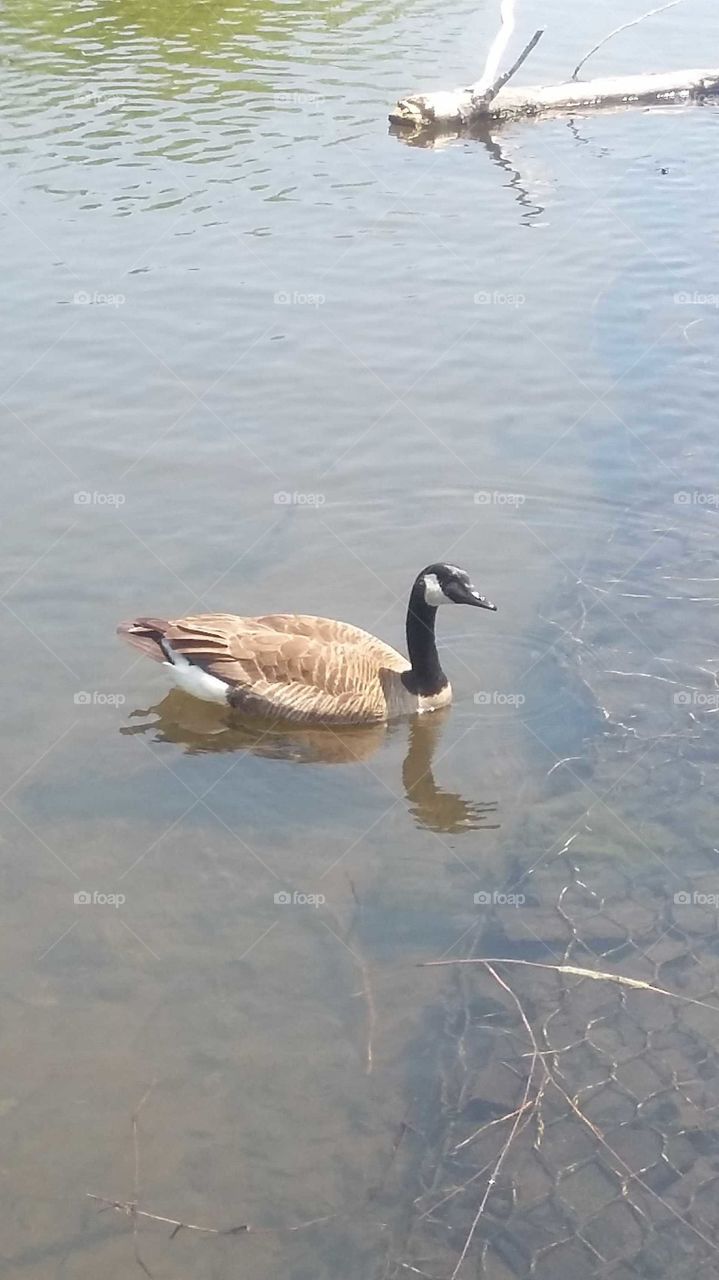 goose