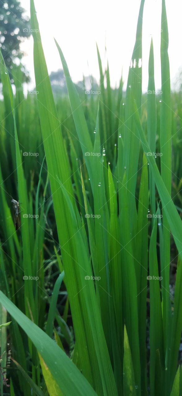 raindrops looks like diamond