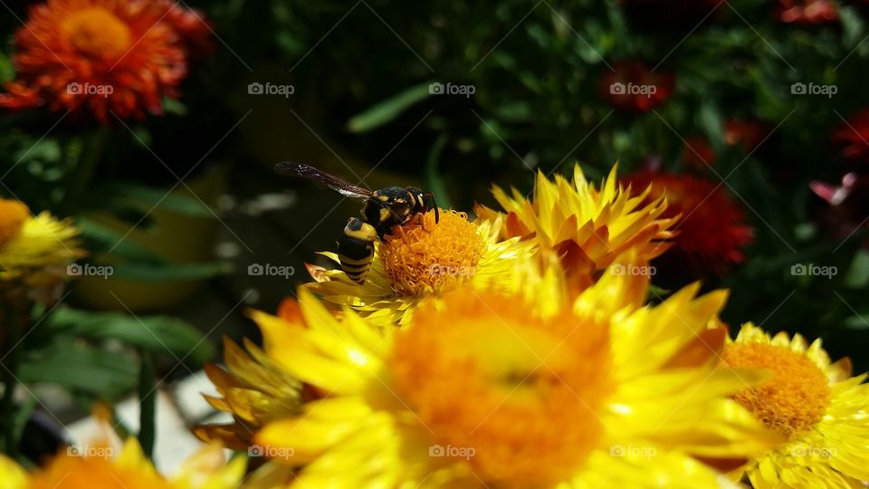 wasp on yellow flower 4