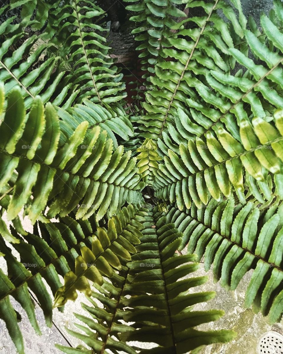 Leaves in a circular manner