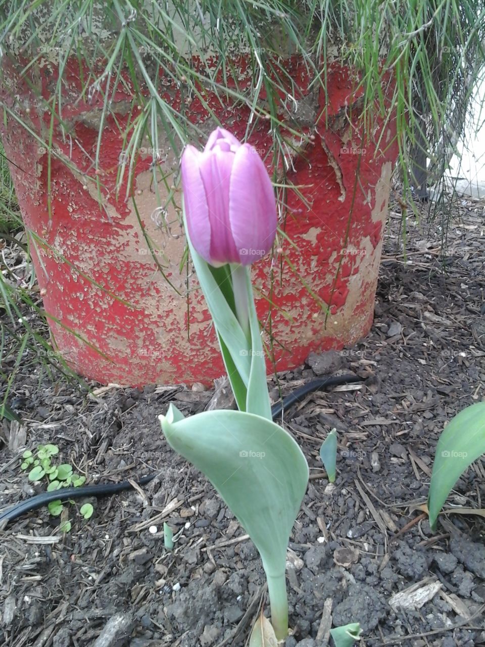 Purple tulip 1