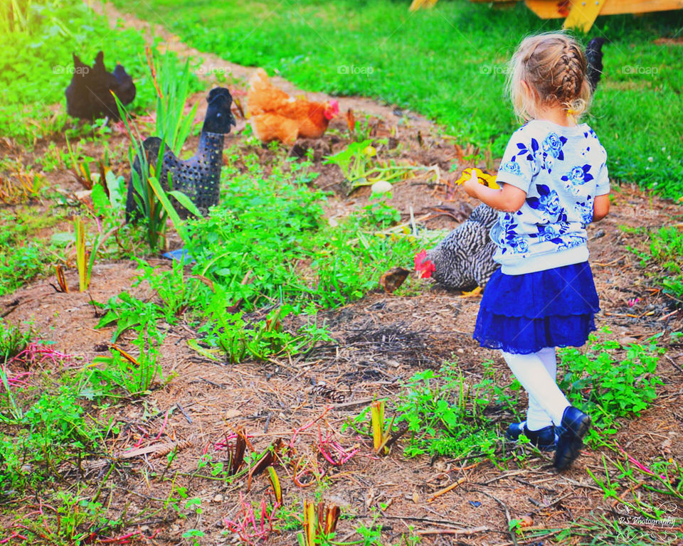 Farm girl. little girl with chickens