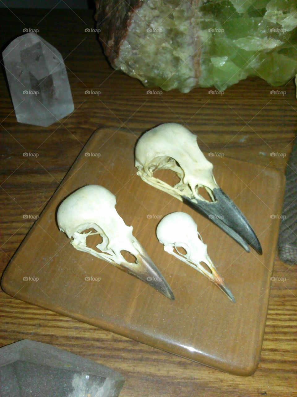 Bird Skulls