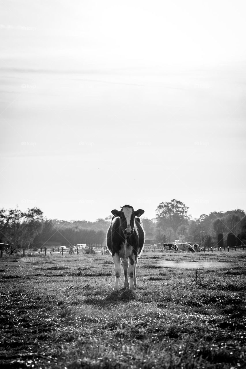 A black and white potrait of a cow standing on a grass meadow in the crountryside.