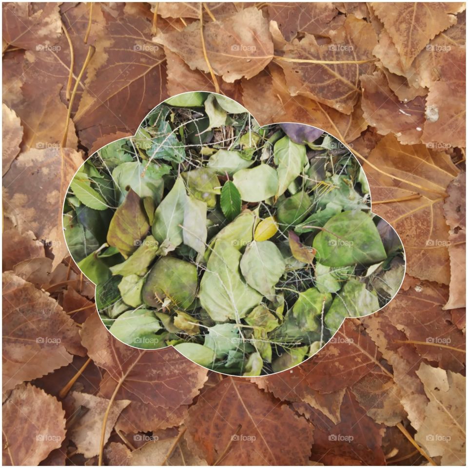 A small collage of leaves in a cloud shape, with a border 🍂