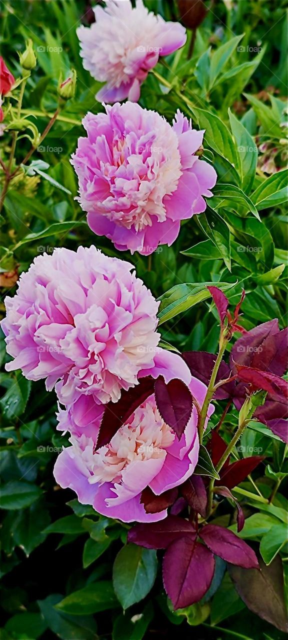 These beautiful plump pink carnations flourish in a lovely garden in rural „Lower Bavaria“, Germany. It is not only the vibrant color but also their scent that speaks to the senses. 2024. Hypnotic Productions