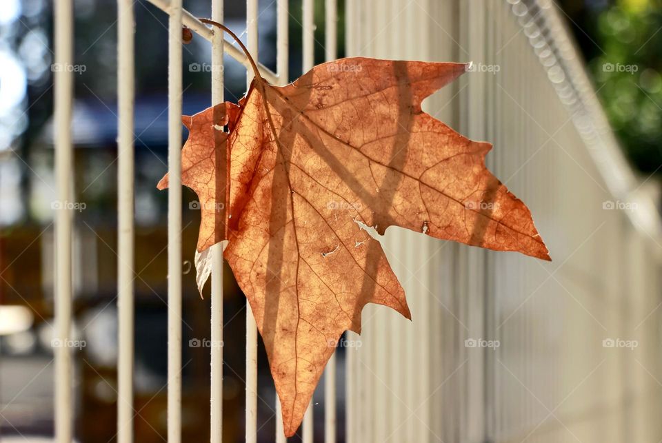 Dry leaf hangs on metal fence