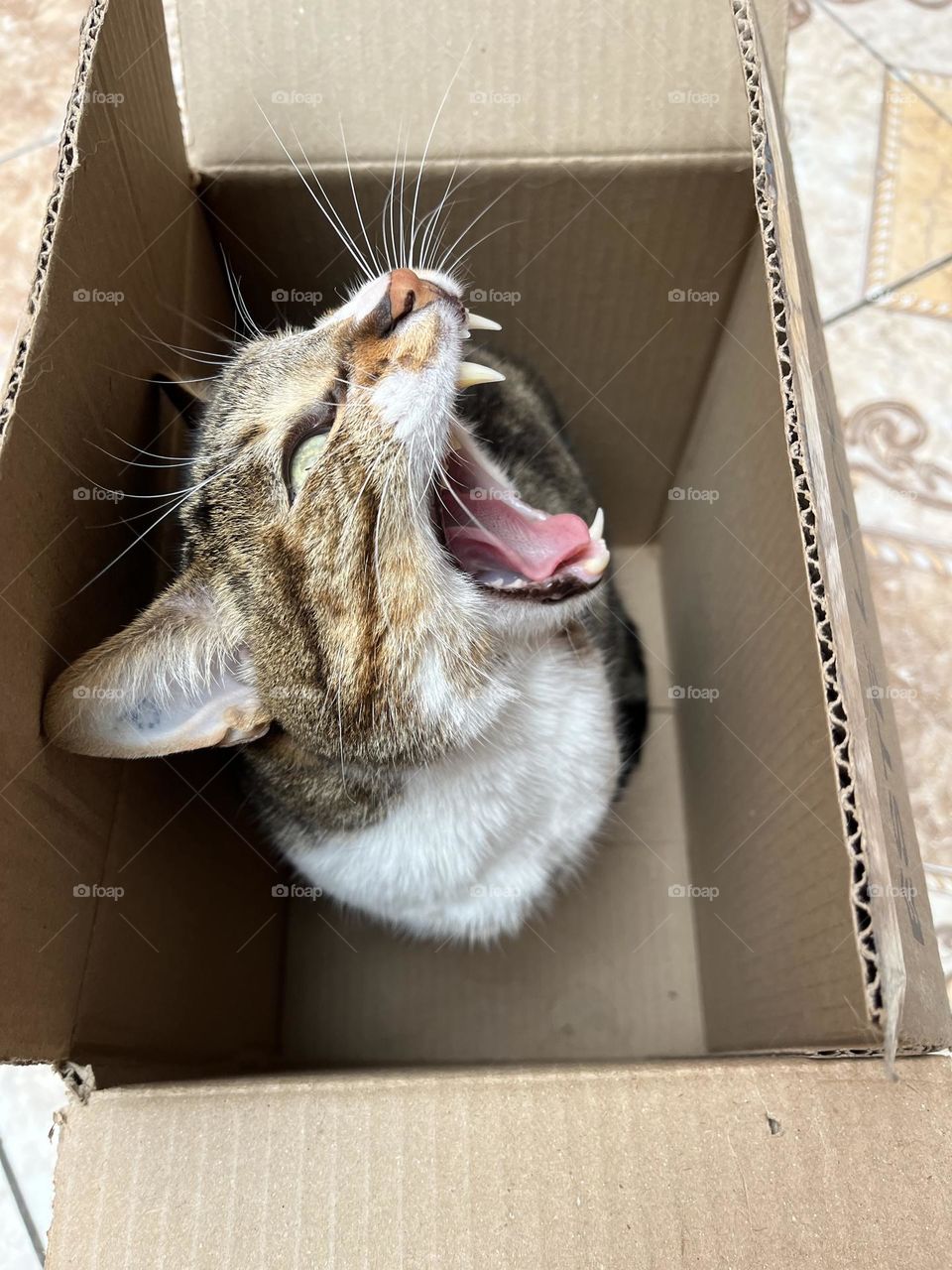 A hungry cat in its favorite box