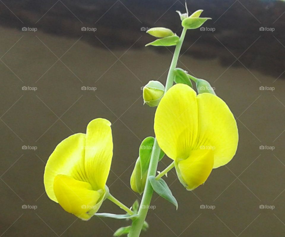 Bean flower beautiful image for wallpaper