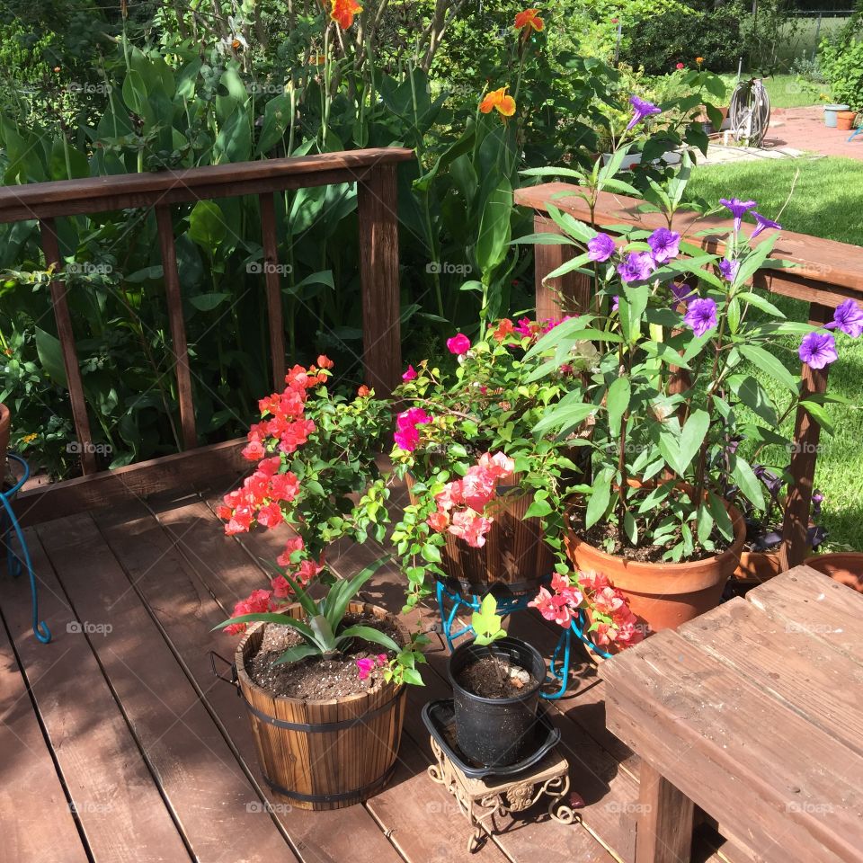 Flowers on the patio