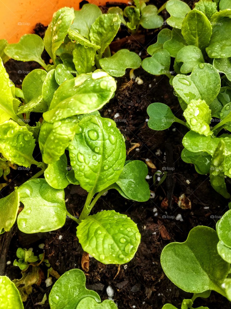 baby lettuce