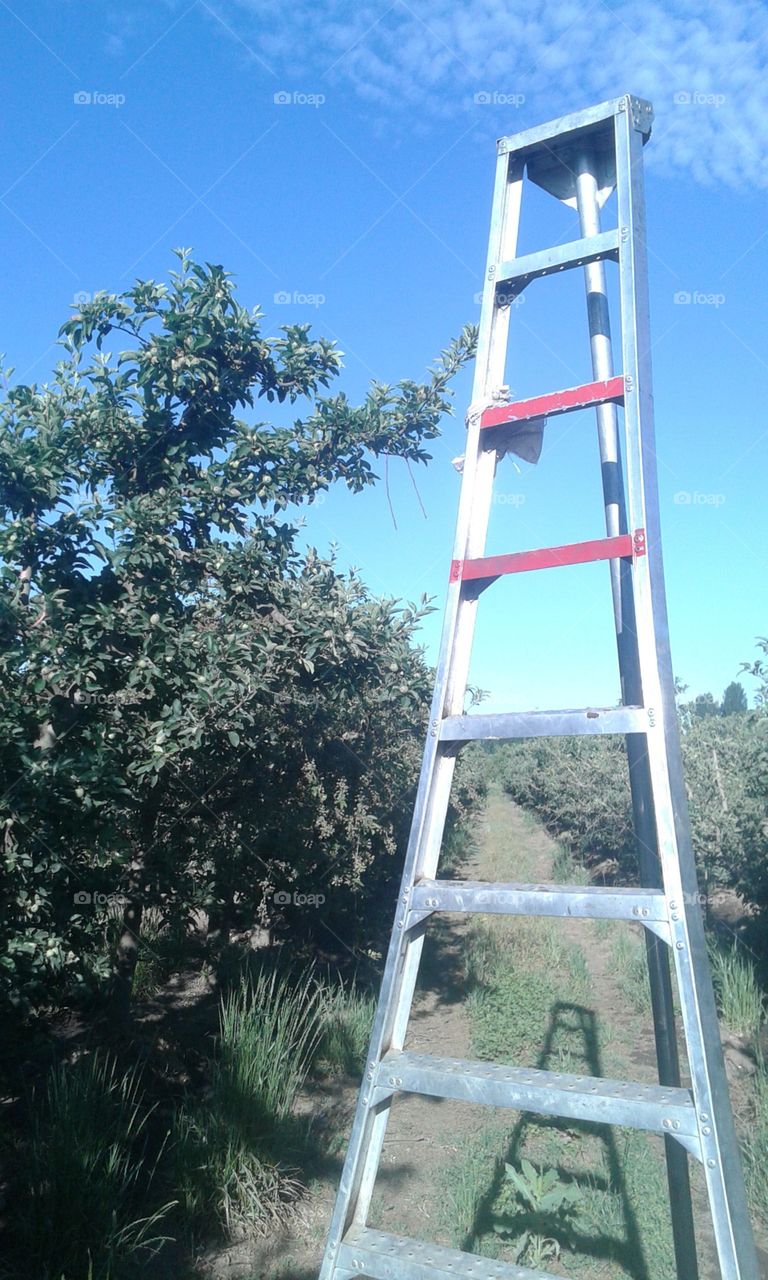 fiel compañera de trabajo