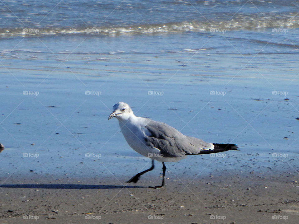 Beach Bird