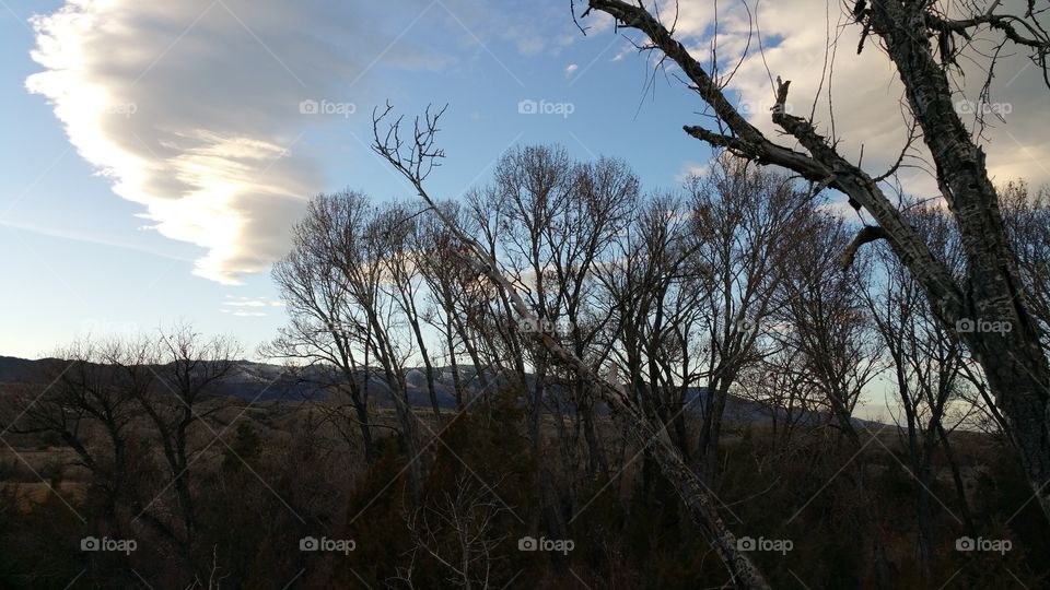 trees in the evening sky