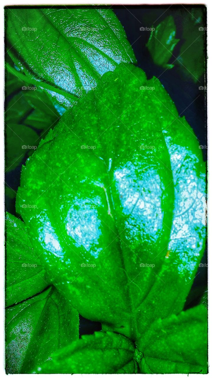 Leaf detail (jungle reflection)