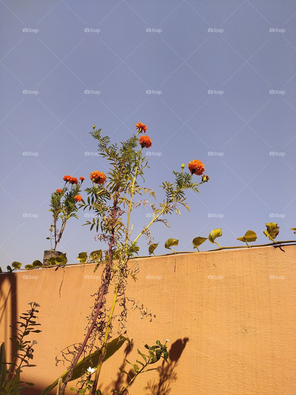 Marigolds going prettier with winter just round the corner