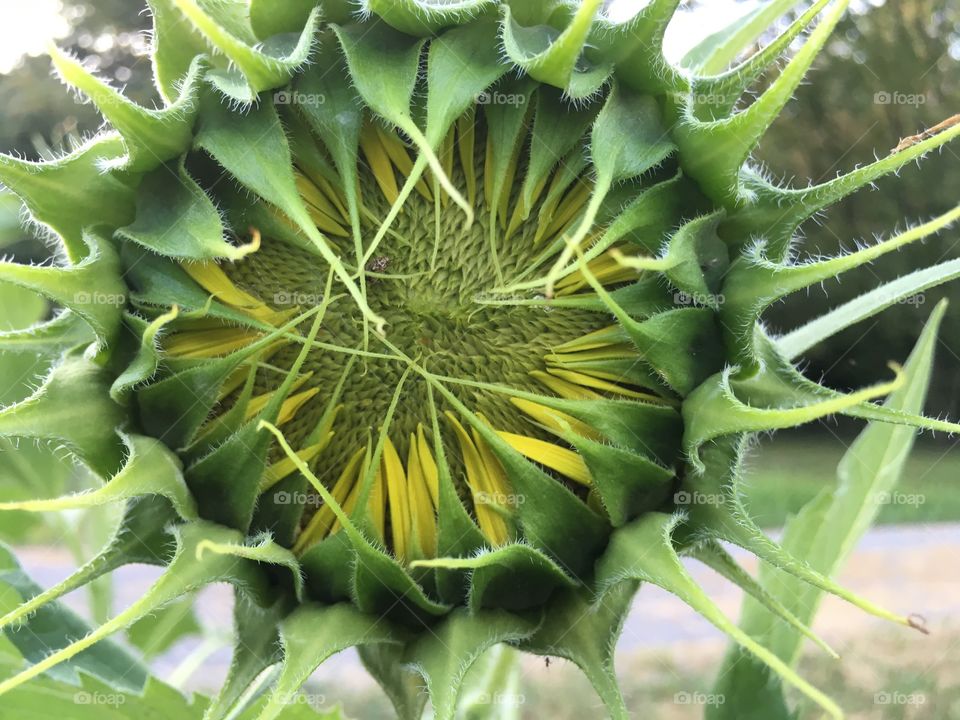 Open up sunflower 