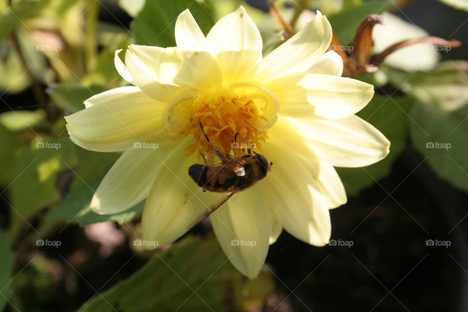 a bee caressing a flower