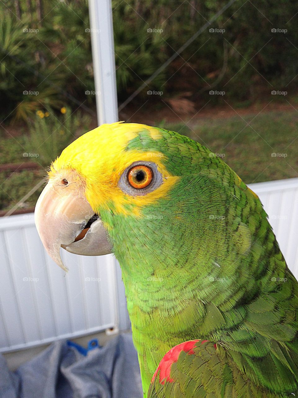Green parrot 