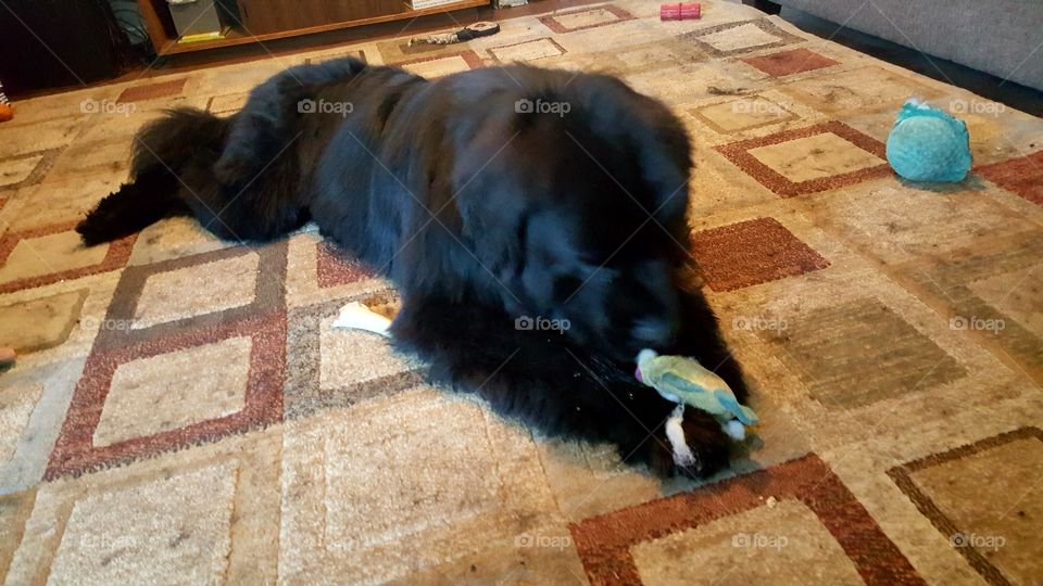 No Person, One, Mammal, Outdoors, Desktop