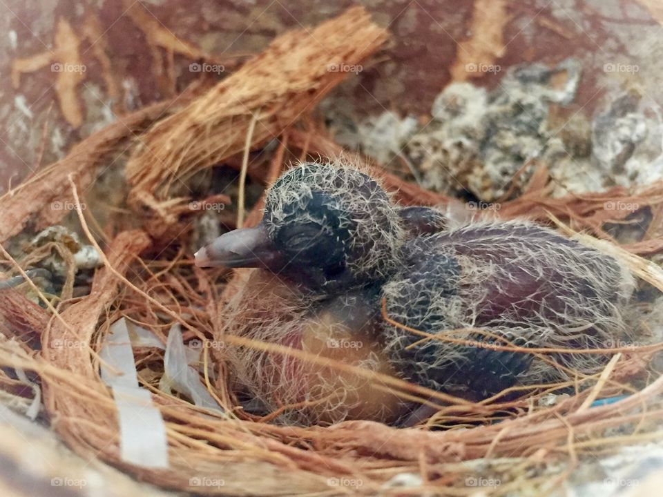 nest