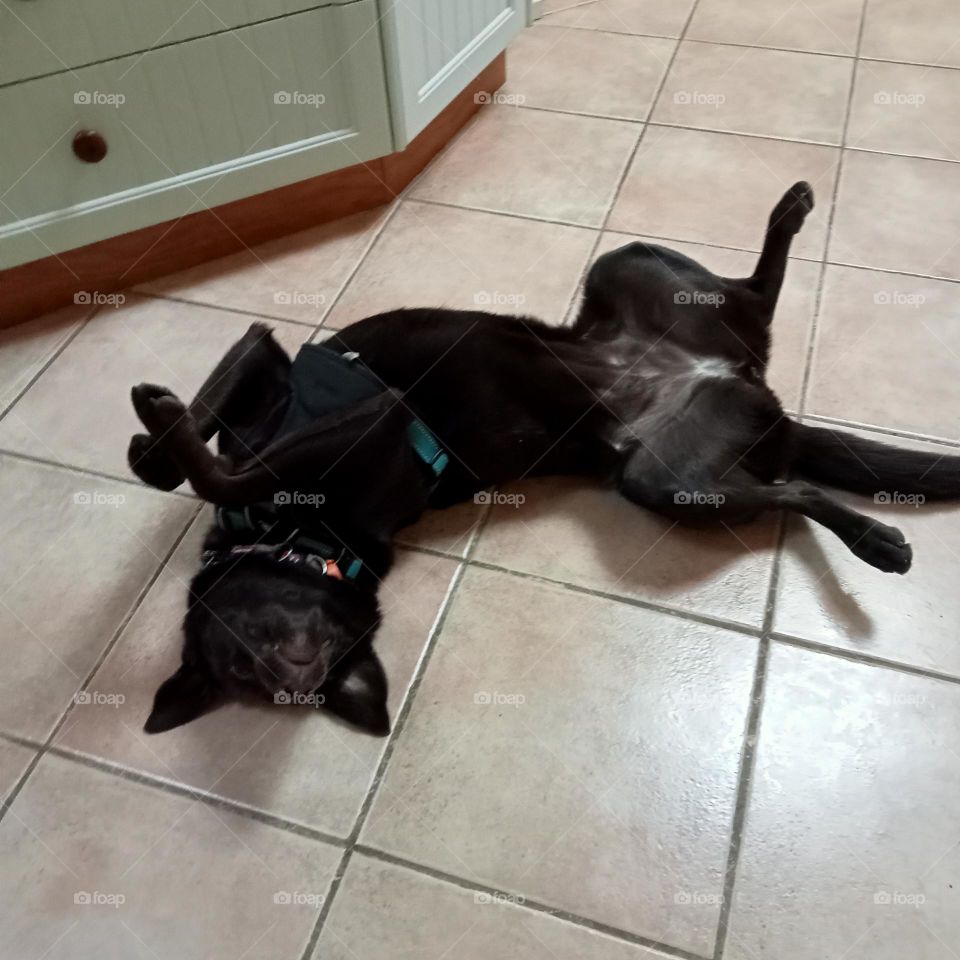 doggo wants a tummy rub