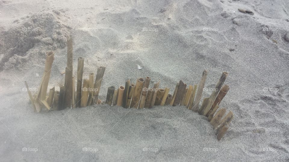 dried kelp on the beach