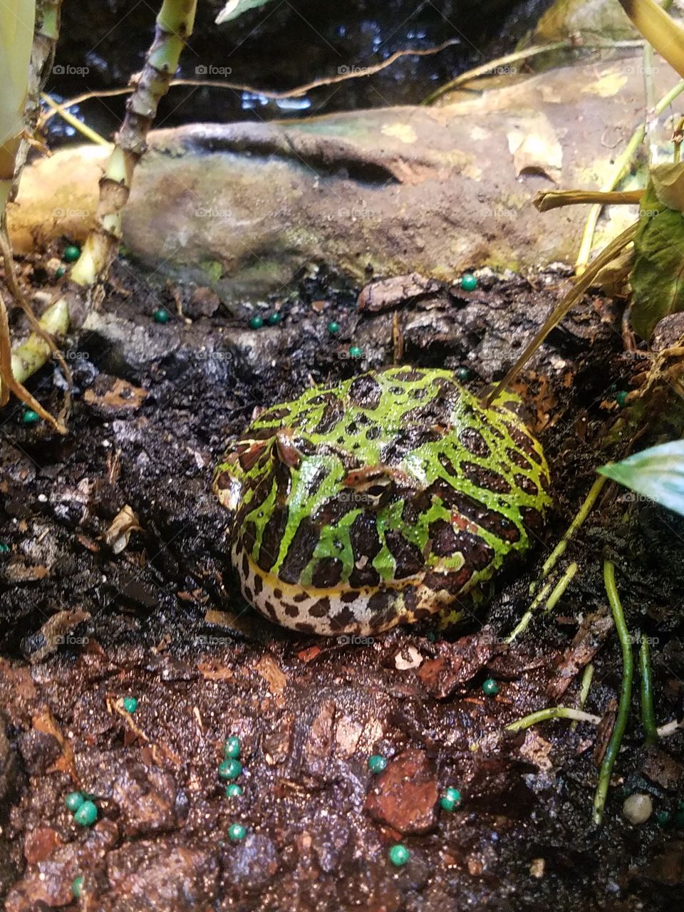 Big frog burrowed down in the mud