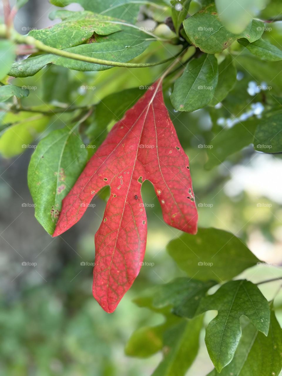One red leaf on the tree