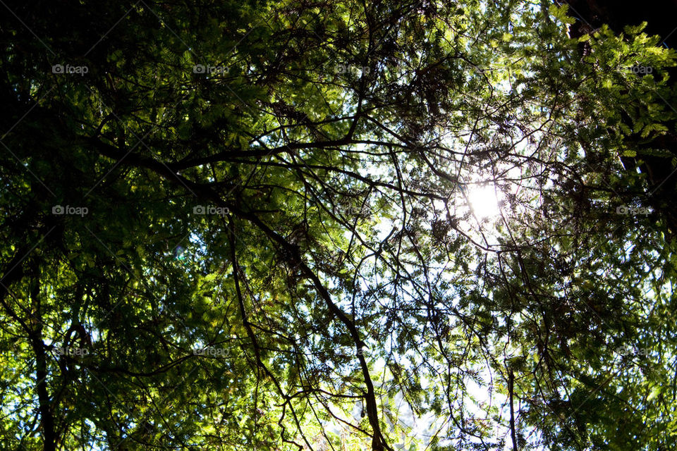 Muir woods