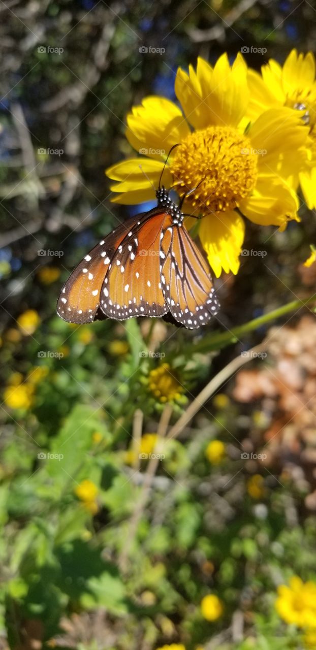 A Queen butterfly (Danaus gilippus) feeds from this bright yellow flower with its wings folded on a sunny afternoon.