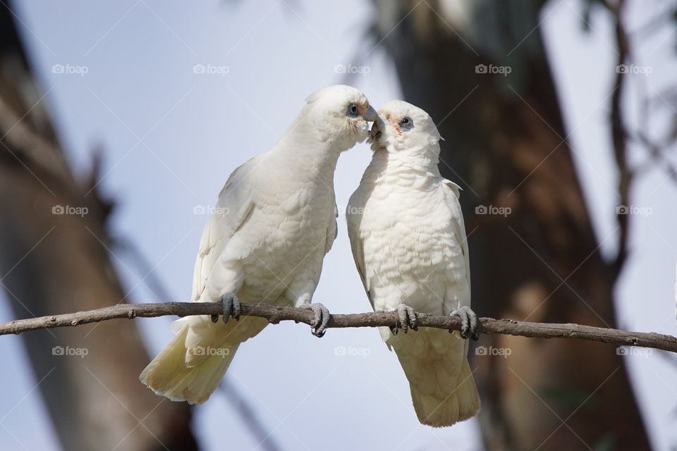 Loving Cockatoos