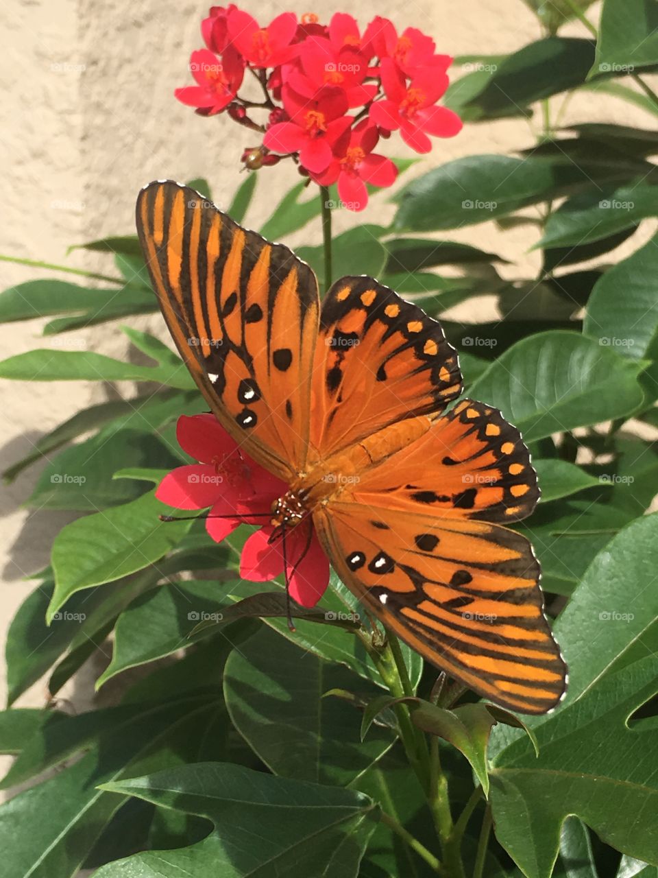 Beauty butterfly 