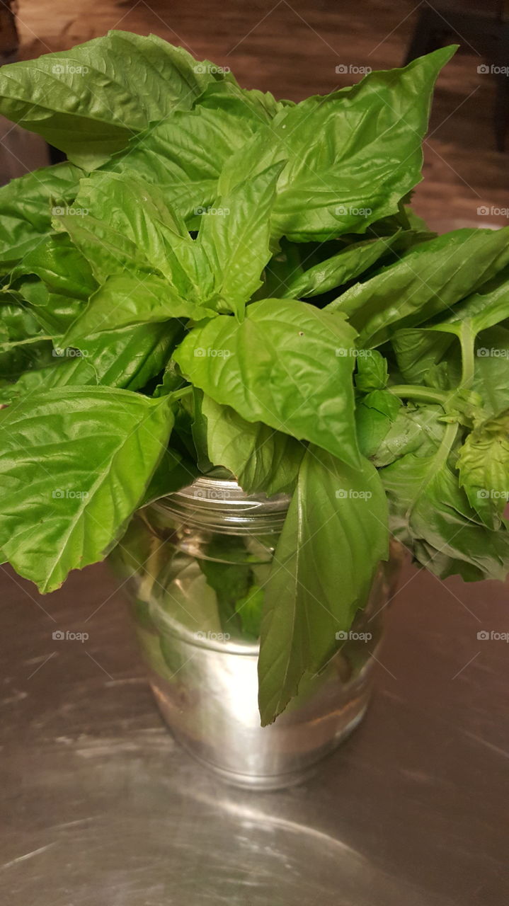 basil herb clippings in vase