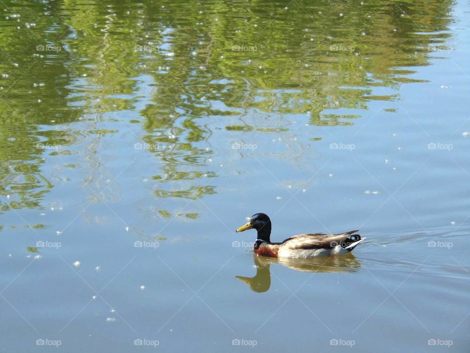 Male mallard duck. 